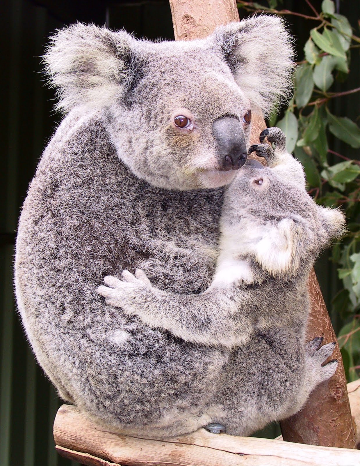 ☼El Mundo Animal☼ *EL KOALA*